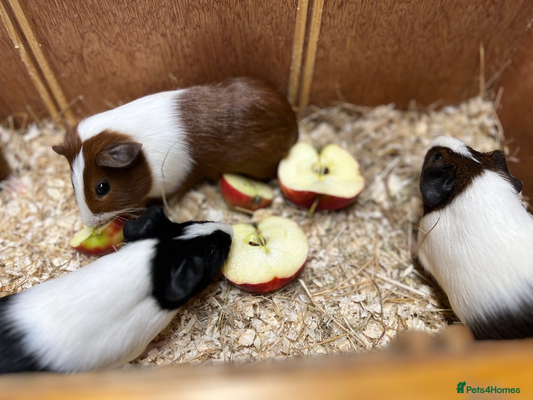 Guinea Pig rodents for sale: Bonded boars/boys - Image 14