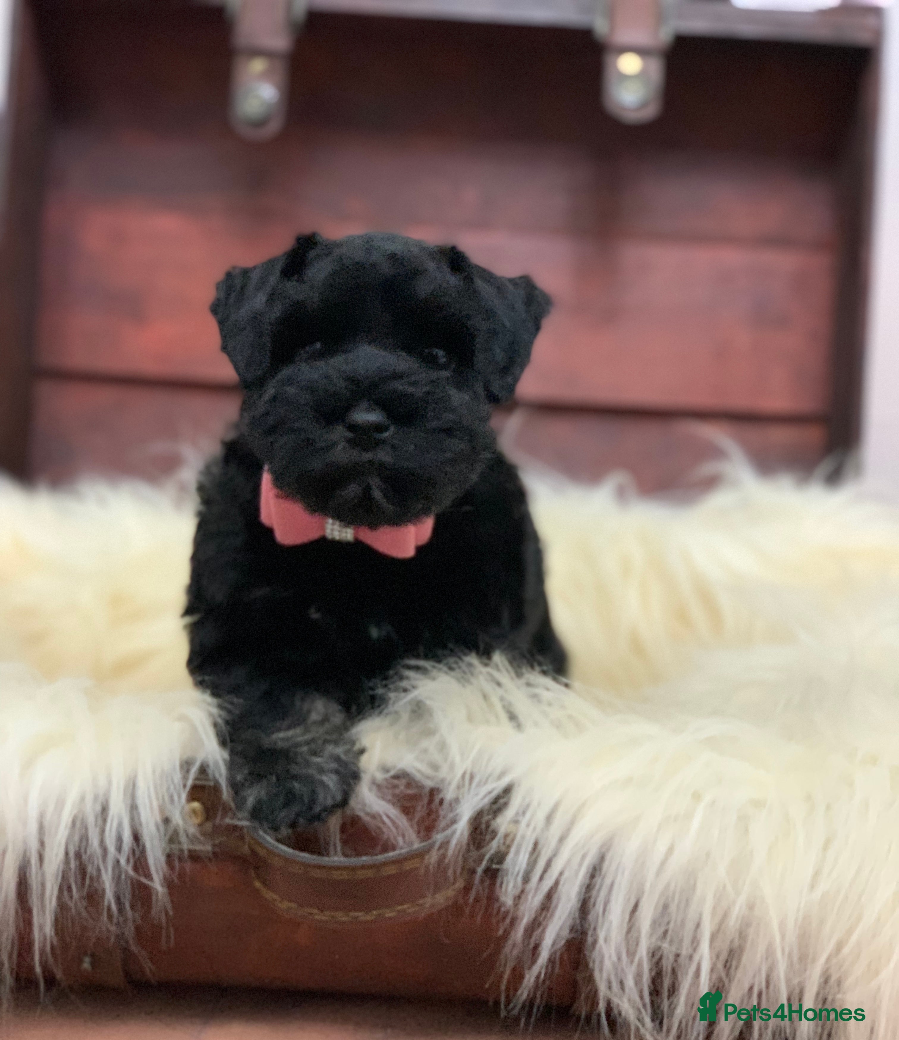 Miniature Schnauzer dogs 5* LICENSED - KC MINI (TOY) SCHNAUZER CHOCOLATE  - Advert 5