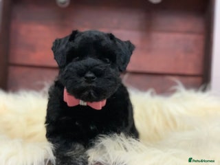 Miniature Schnauzer dogs 5* LICENSED - KC MINI (TOY) SCHNAUZER CHOCOLATE - Advert 3