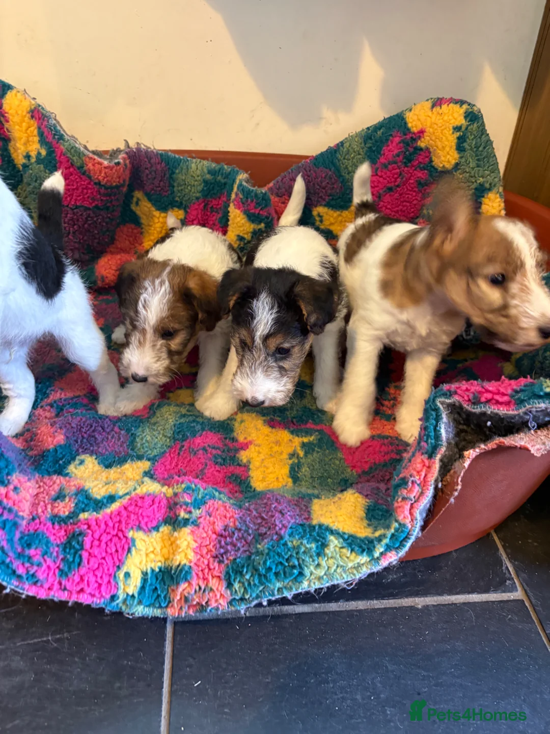 Fox Terrier dogs for sale: ⭐️ Licensed Breeder ⭐️ Wire Fox Terrier Pups - Advert 4