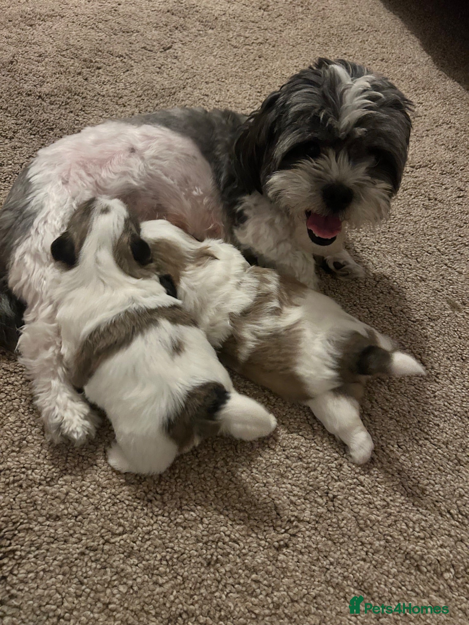 Shih Tzu dogs Shiatsu puppies for sale  - Advert 5