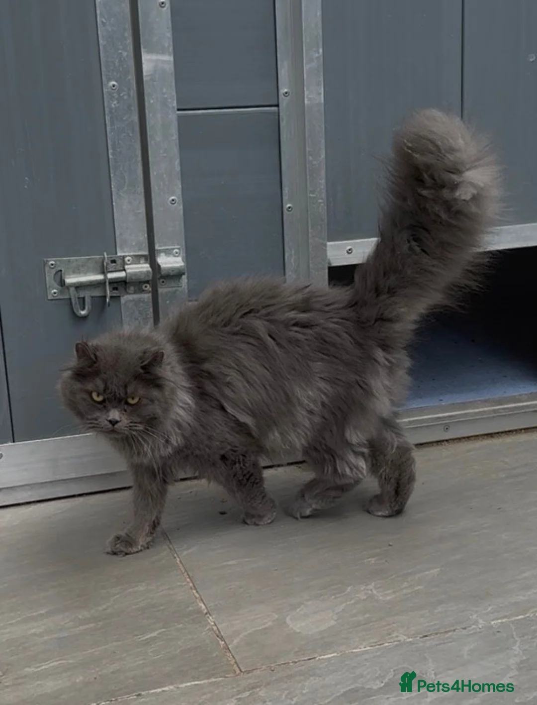 Maine Coon cats for sale: Maine coon crossed american curl blue boy  - Advert 9