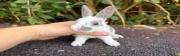 Rex rabbits for sale: 3 x stunning mini rex babies for reserve  - Advert 8