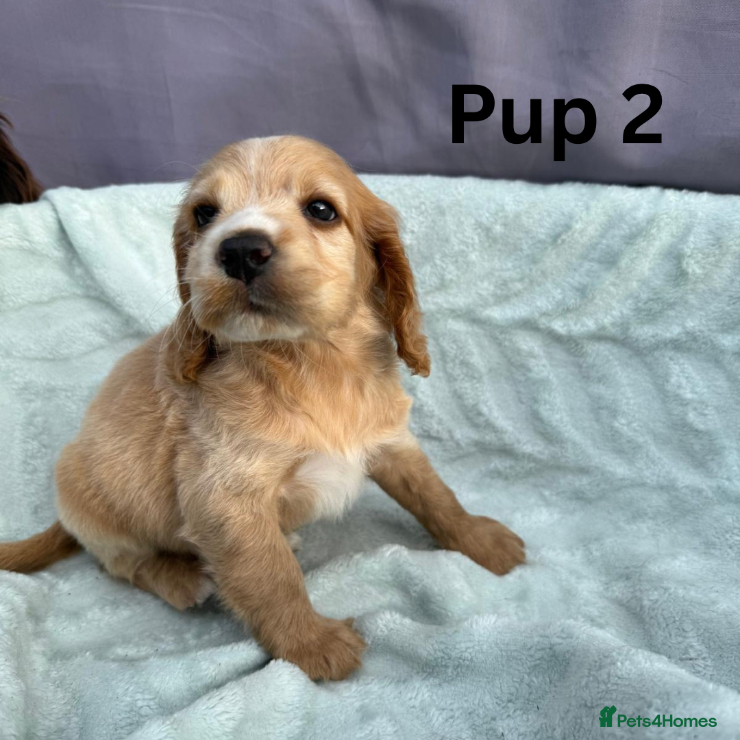 Cocker Spaniel dogs for sale: ⭐️ SHOW TYPE COCKER SPANIEL - READY ON 1ST AUGUST - Image 8