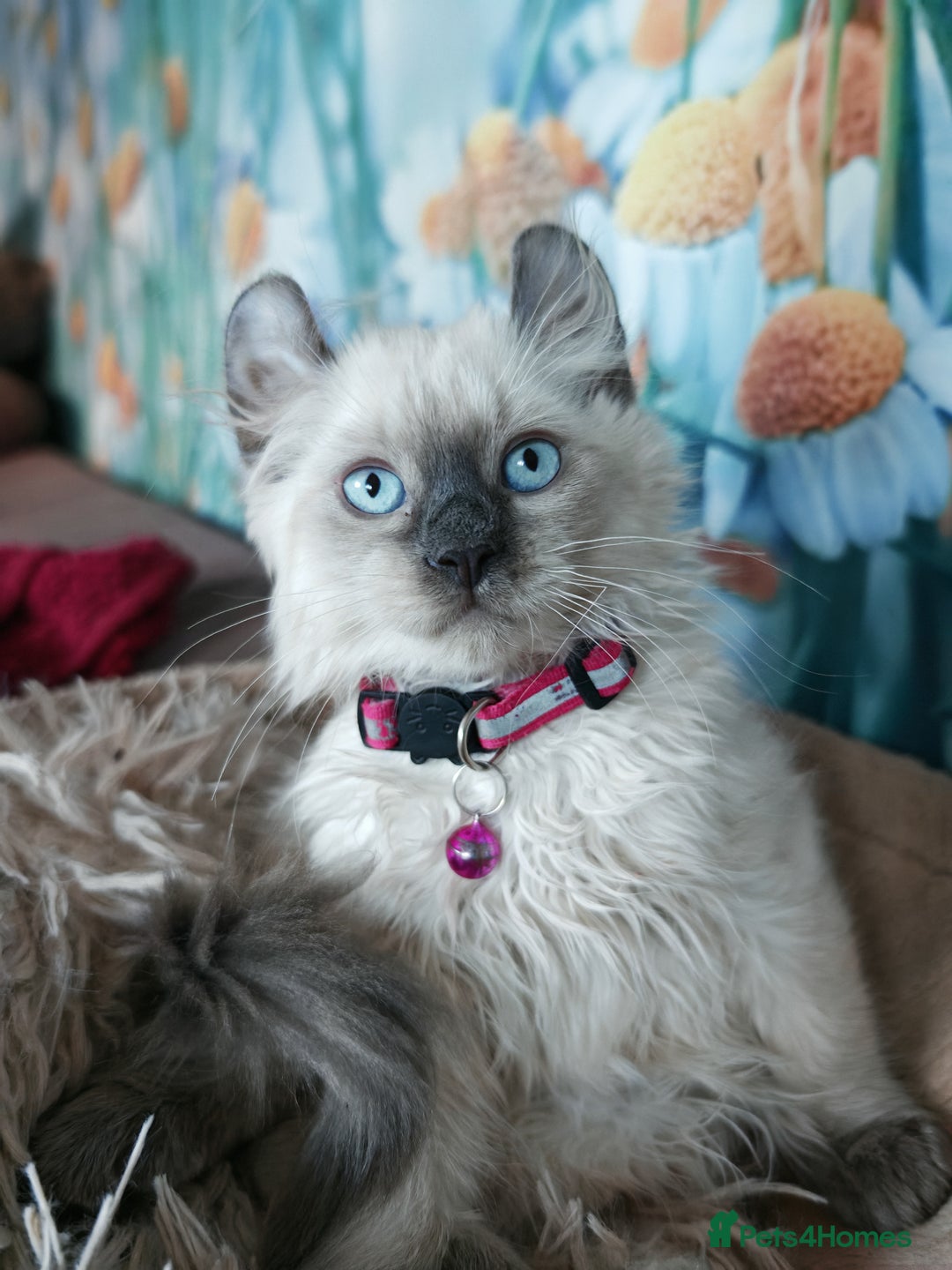 American Curl cats for sale: RARE, Unique, Affectionate American Curl Kittens!  - Advert 1