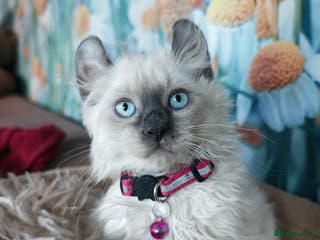 American Curl cats RARE, Unique, Affectionate American Curl Kittens! - Advert 15