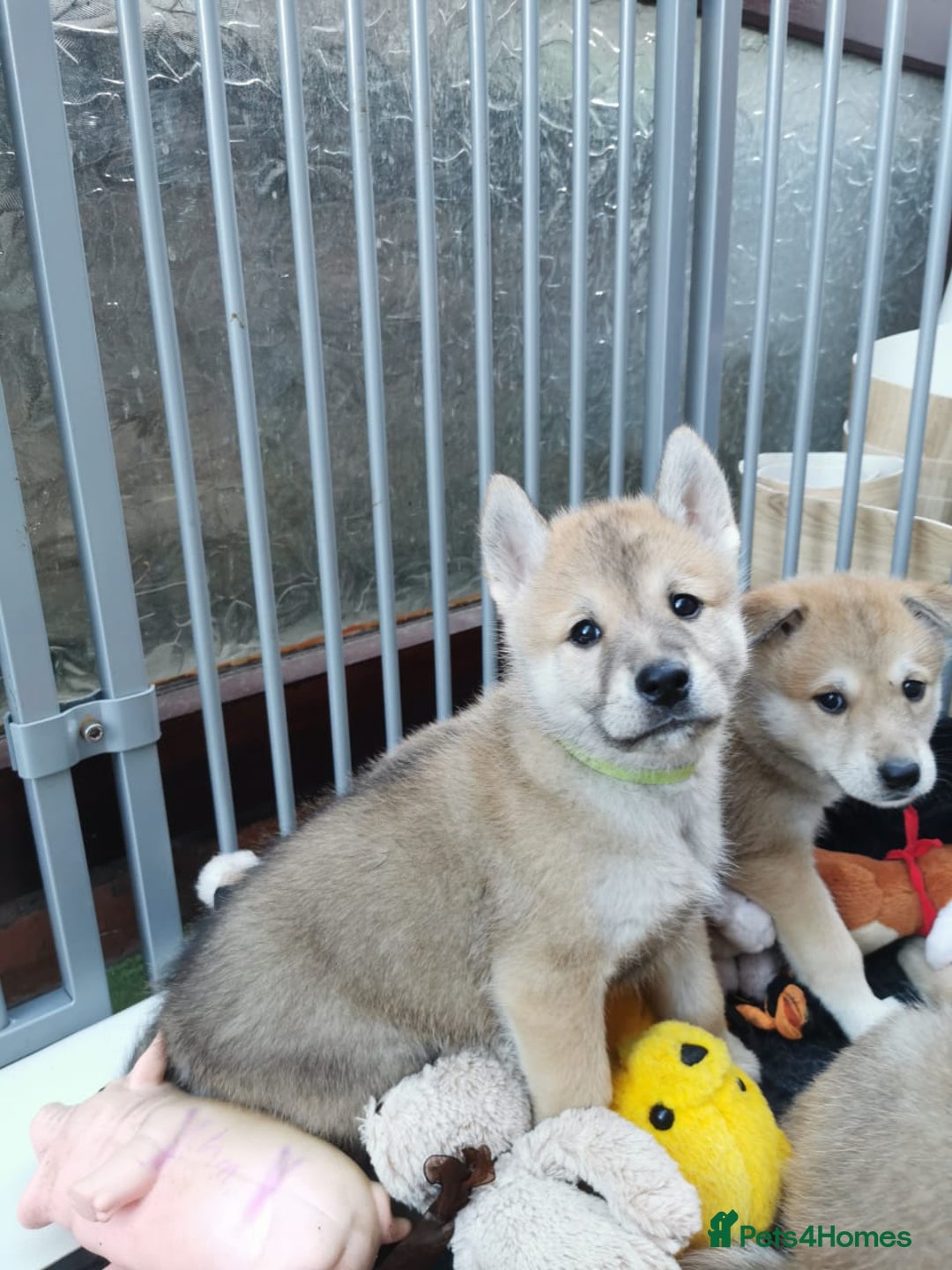 Mixed Breed dogs for sale: Czech Wolfdog × Akita/Malamute Puppies - Advert 19