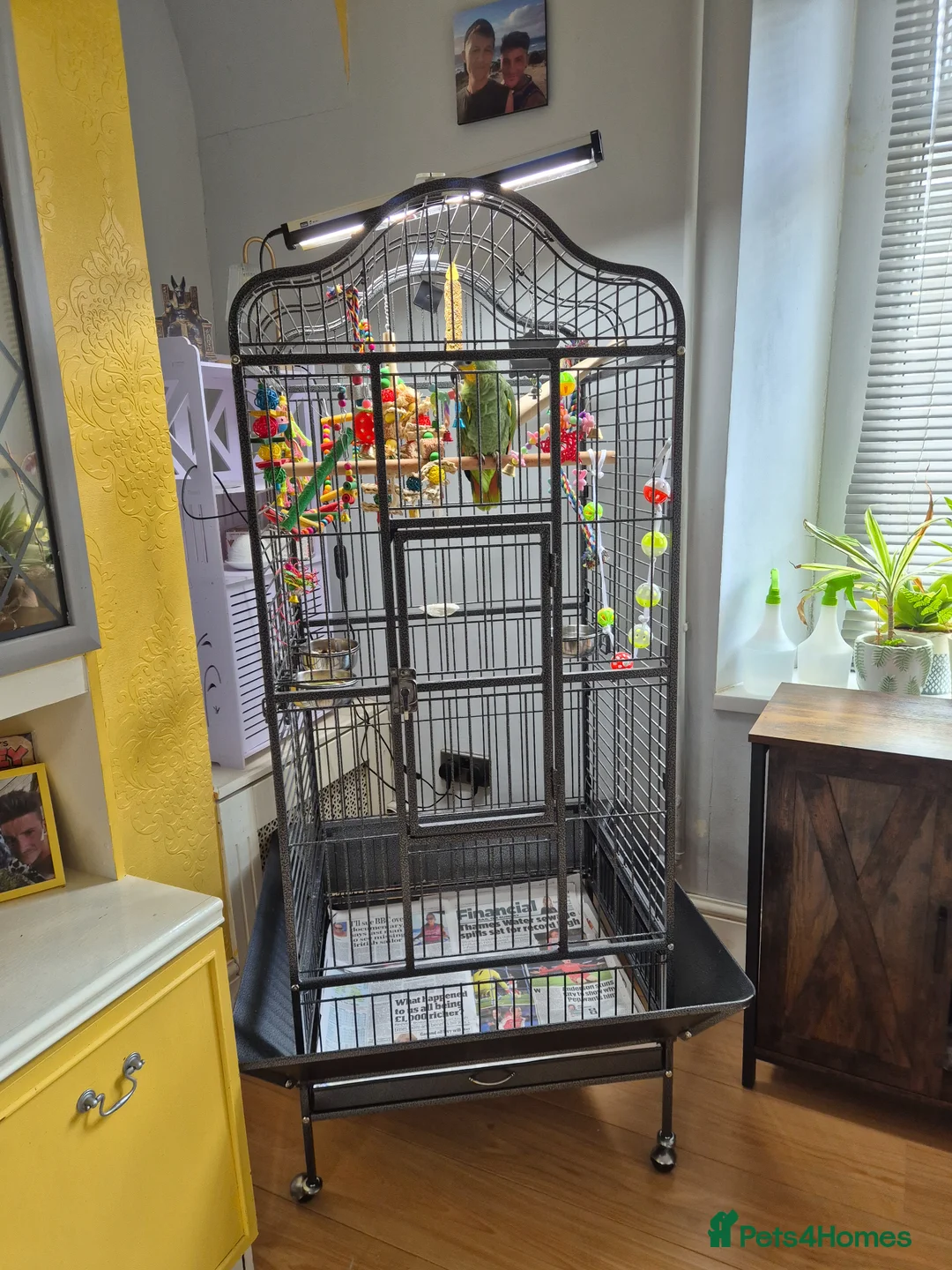 Parrots birds for sale: 8 month old Orange-winged Amazon  in Swansea - Advert 2