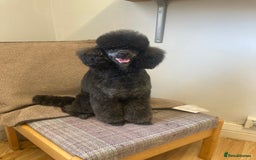 Toy Poodle dogs for stud: Health Tested Toy poodle for stud in Wareham - Image 4