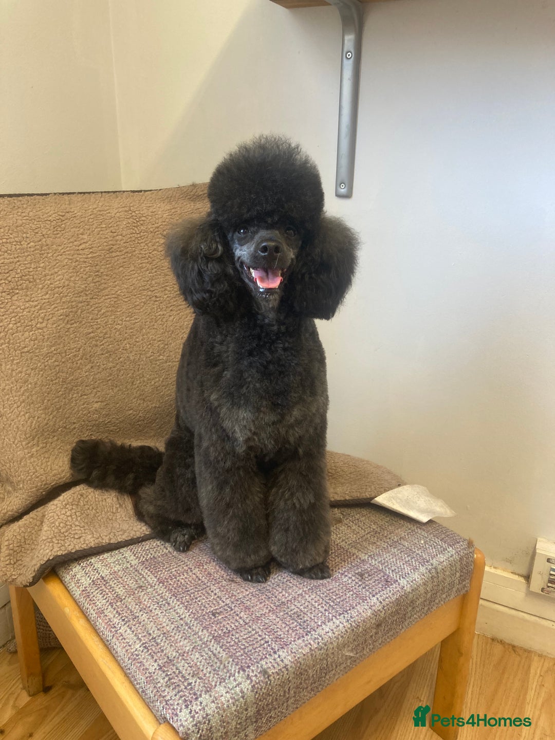 Toy Poodle dogs for stud: Health Tested Toy poodle for stud in Wareham - Image 4
