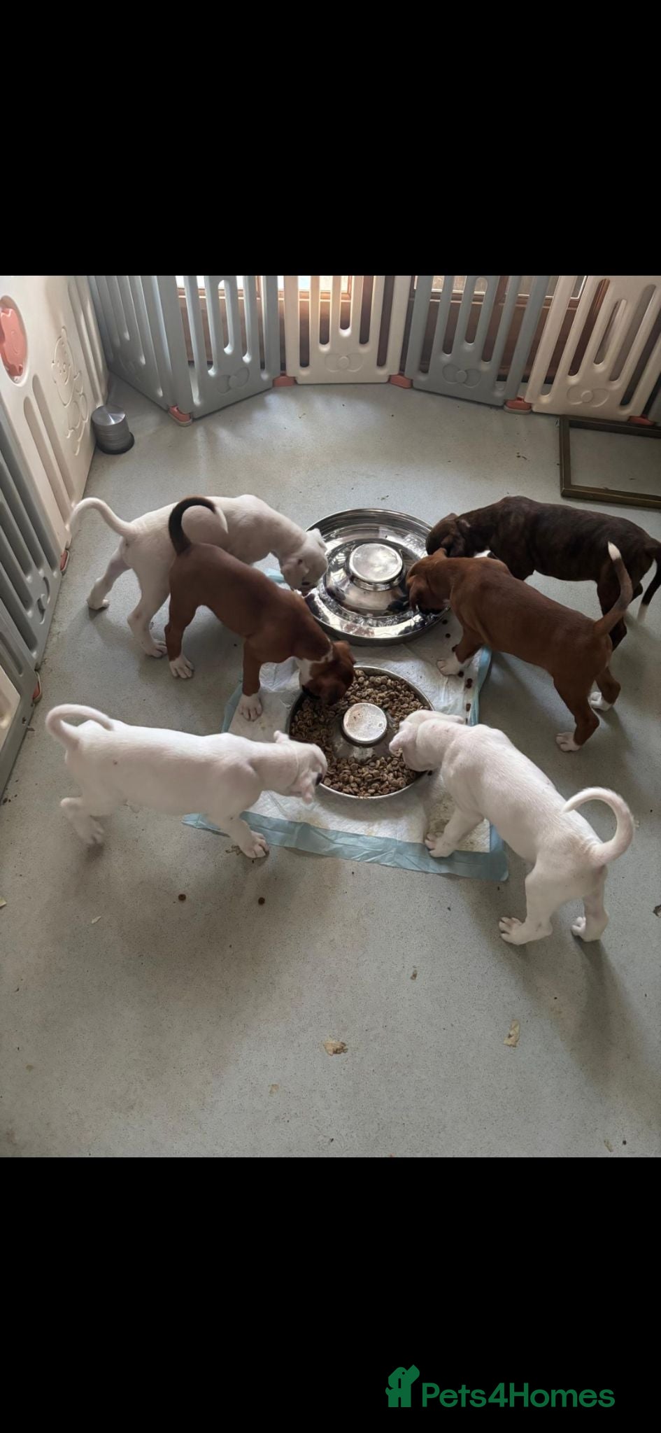 Boxer dogs Beutiful litter of boxer puppies  - Advert 2