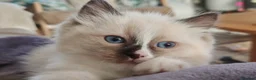 Ragdoll cats for sale: Ragdoll kittens  - Advert 8