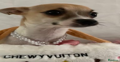 Chihuahua dogs - Advert 8