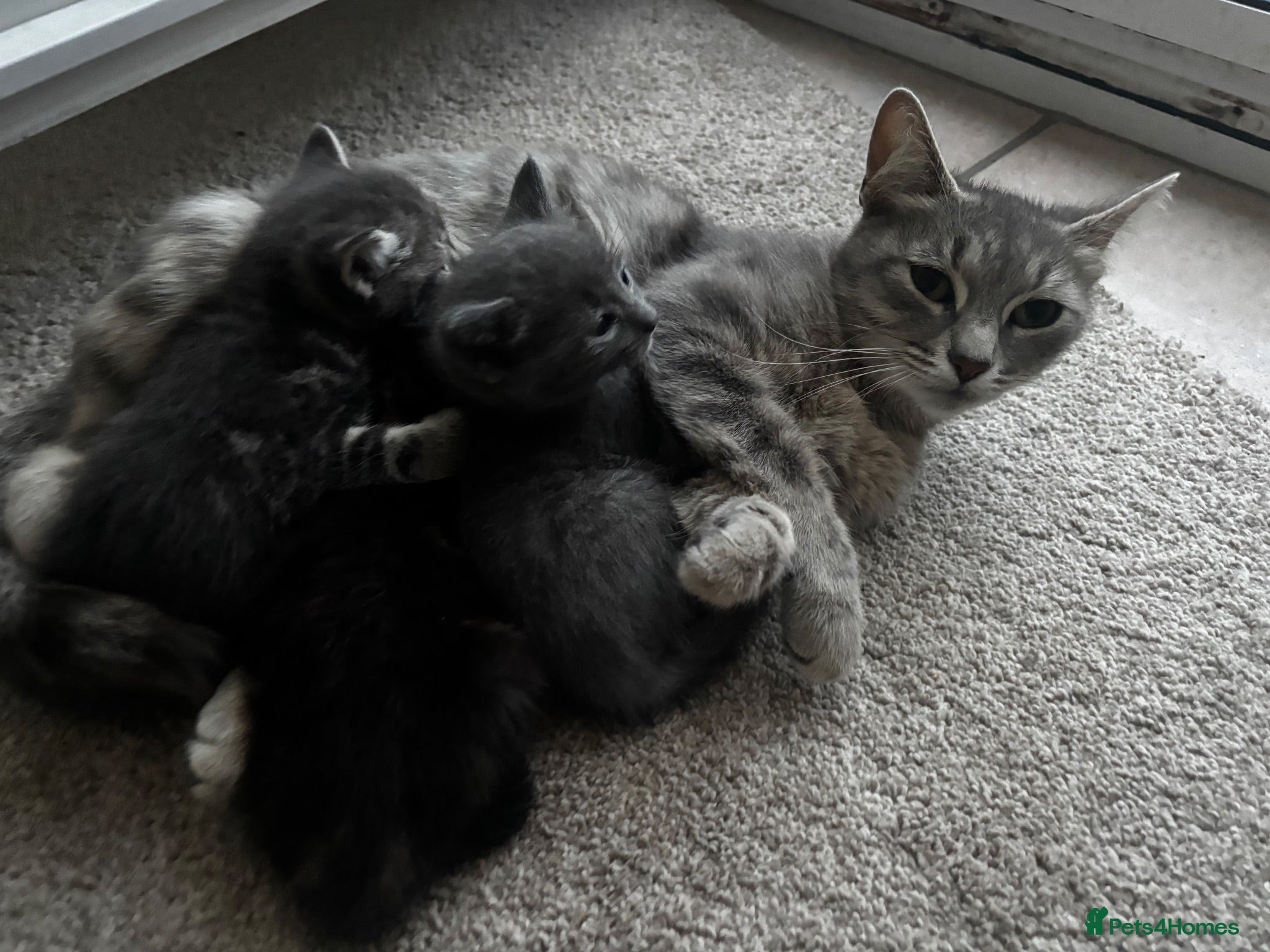Mixed Breed cats 3 beautiful kittens - Advert 7