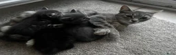 Mixed Breed cats for sale: 3 beautiful kittens - Advert 1