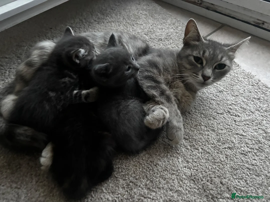 Mixed Breed cats for sale: 3 beautiful kittens - Advert 1