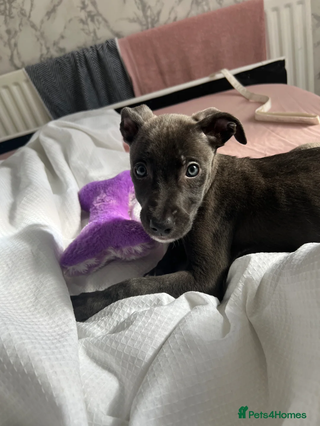 Mixed Breed dogs for sale: Puppy for sale 11weeks old in Gateshead - Advert 1