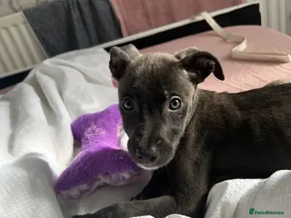 Mixed Breed dogs Puppy for sale 11weeks old - Advert 7