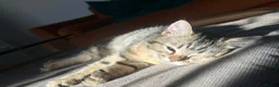Mixed Breed cats for sale: British short hair/ bengal tabby kittens  - Advert 6