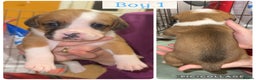 Staffordshire Bull Terrier dogs for sale: 6 staffy x pups  - Advert 5