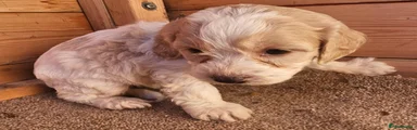 Cockapoo 7