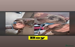 Miniature Dachshund dogs for sale: beautiful miniature Dachshunds  - Image 7
