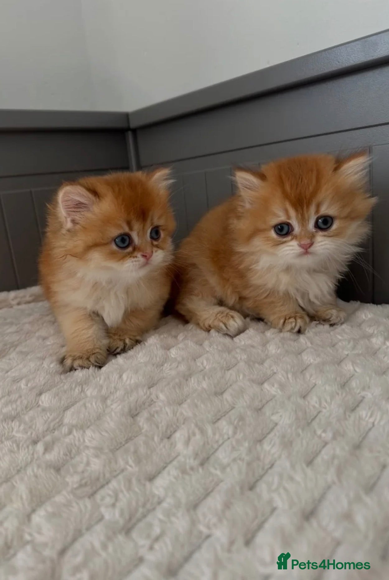 British Longhair cats Beautiful British Longhair Golden Shaded NY11  - Advert 2
