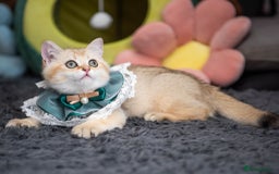 Scottish Fold cats for sale: Scottish straight boy ready to leave - Image 17