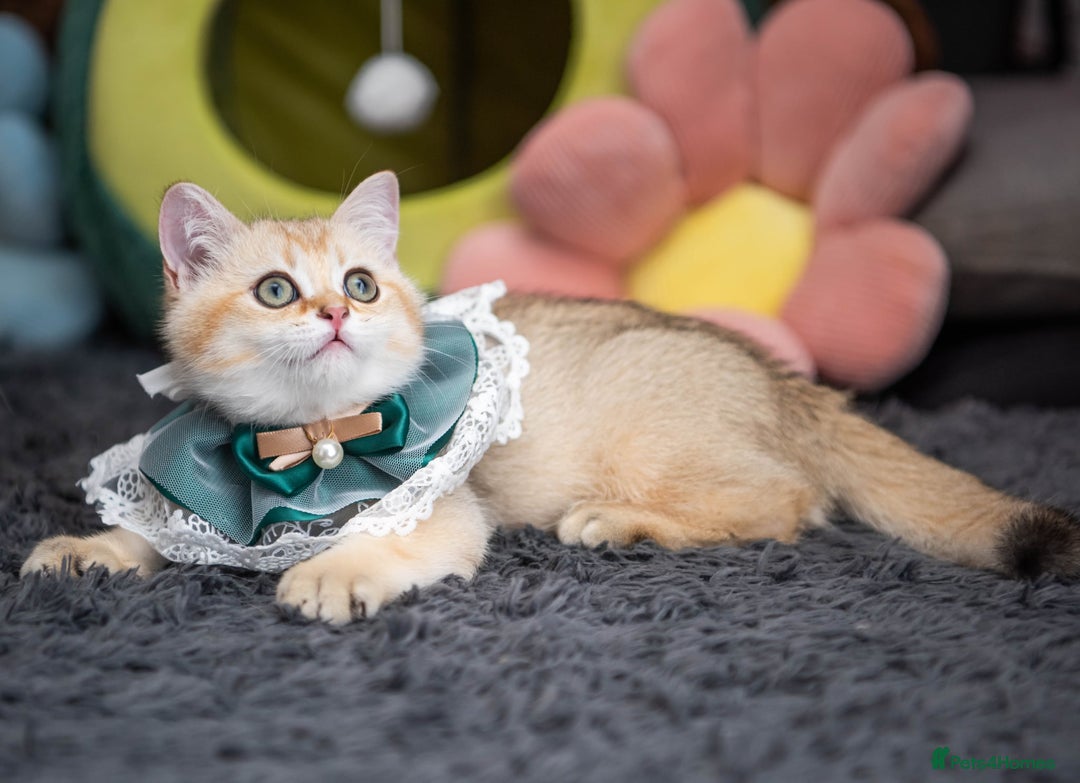 Scottish Fold cats for sale: Scottish straight boy ready to leave - Image 17