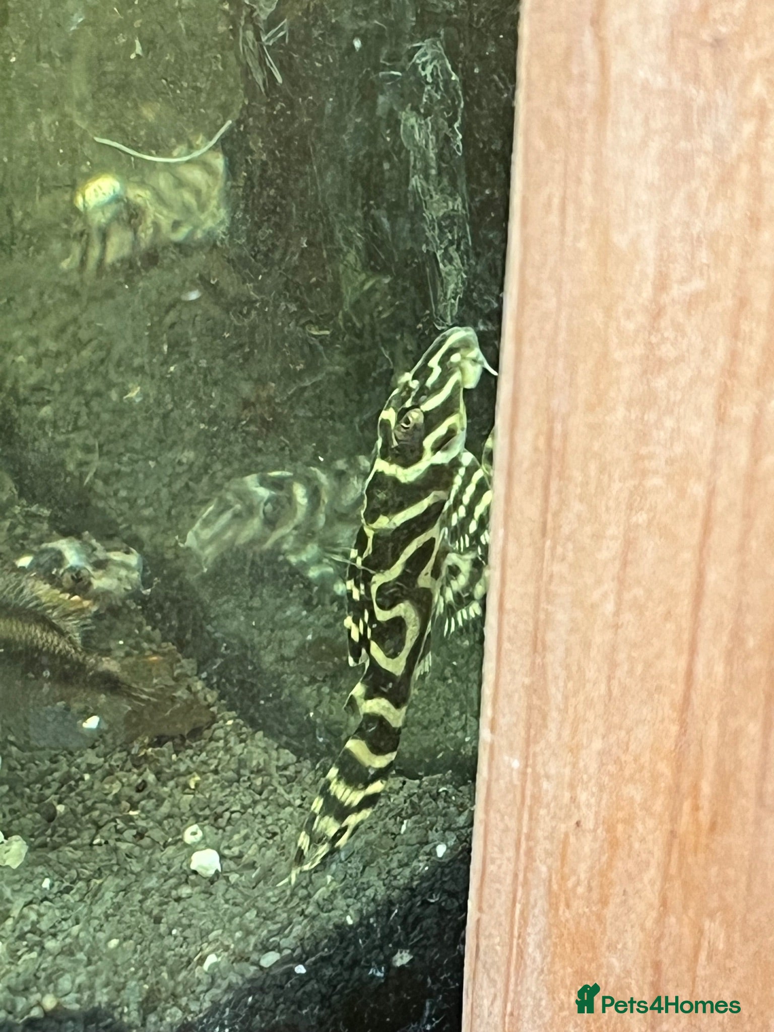 Plecos fish L236rb standard grade. 1” - Advert 8