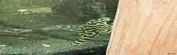 Plecos fish for sale: L236rb standard grade. 1” - Advert 1