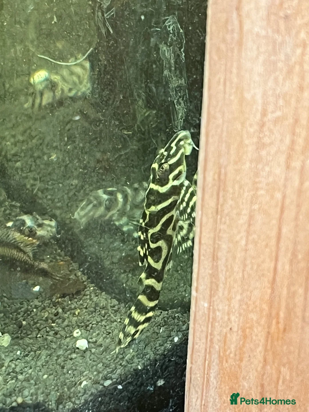 Plecos fish for sale: L236rb standard grade. 1” - Advert 1