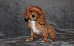 Cavalier King Charles Spaniel dogs for sale: Gorgeous Cavalier King Charles Spaniel Boy - Image 3