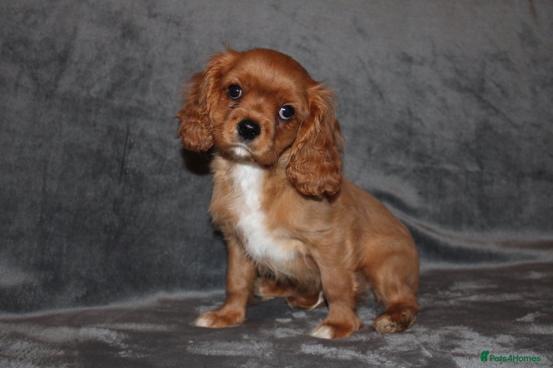 Cavalier King Charles Spaniel dogs for sale: Gorgeous Cavalier King Charles Spaniel Boy - Image 3