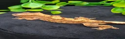 Gecko reptiles for sale: Beautiful Crested Geckos ready for new homes  - Advert 10