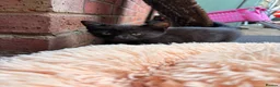 Mixed Breed cats for sale: Kittens in Worcester - Advert 5