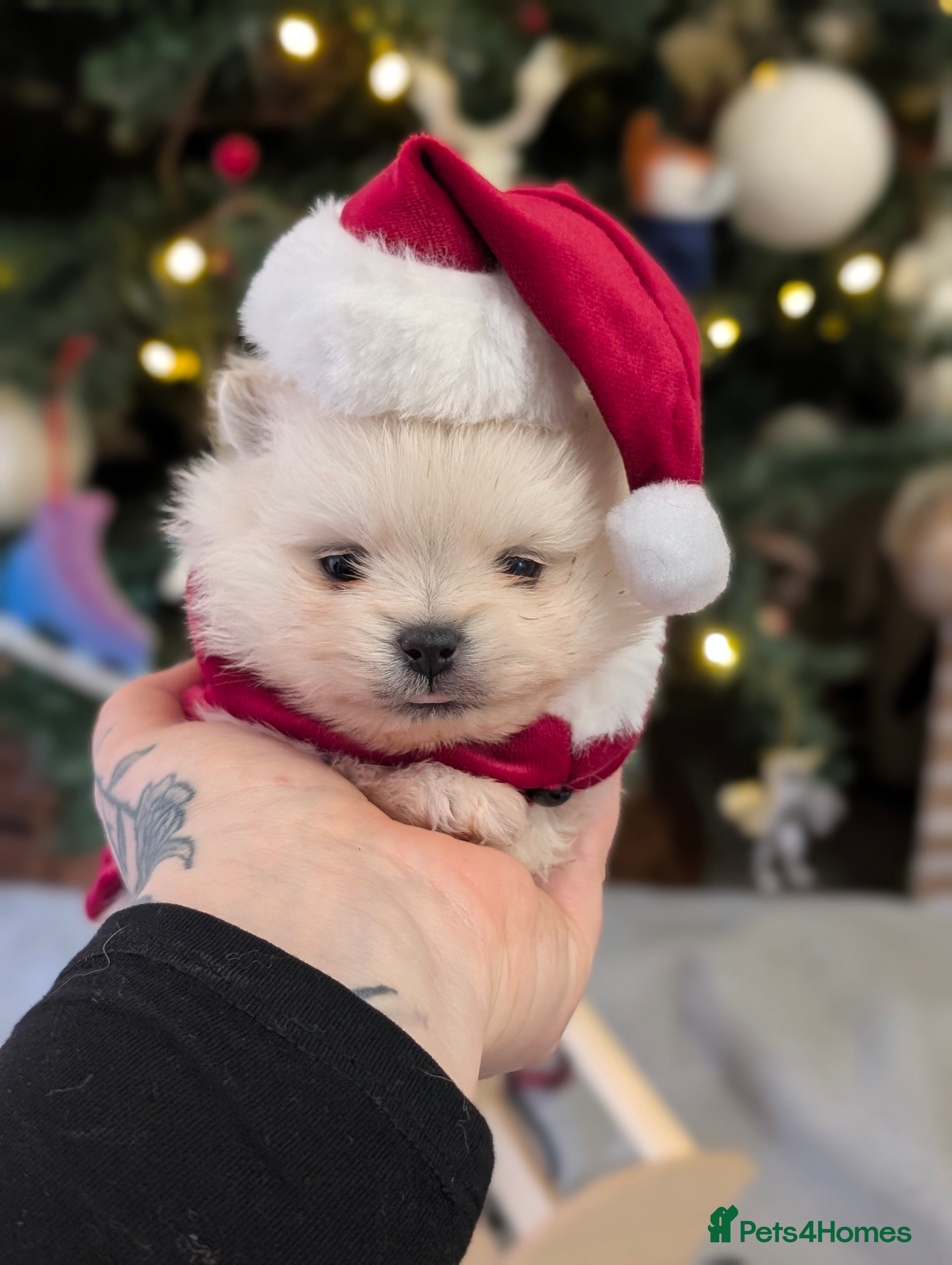 Pomeranian dogs Beautiful tiny Pomeranian girls  ONE LEFT  - Advert 1