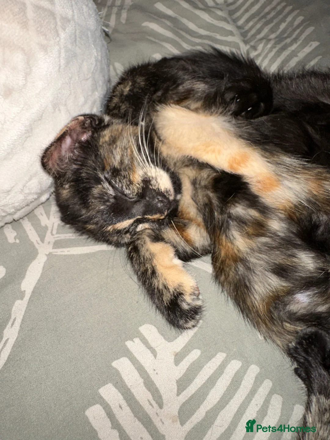 British Shorthair cats for sale: Beautiful female kittens in Aylesbury - Advert 2