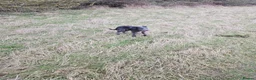 Mixed Breed dogs for sale: Bedlington whippet  in Colchester - Advert 2