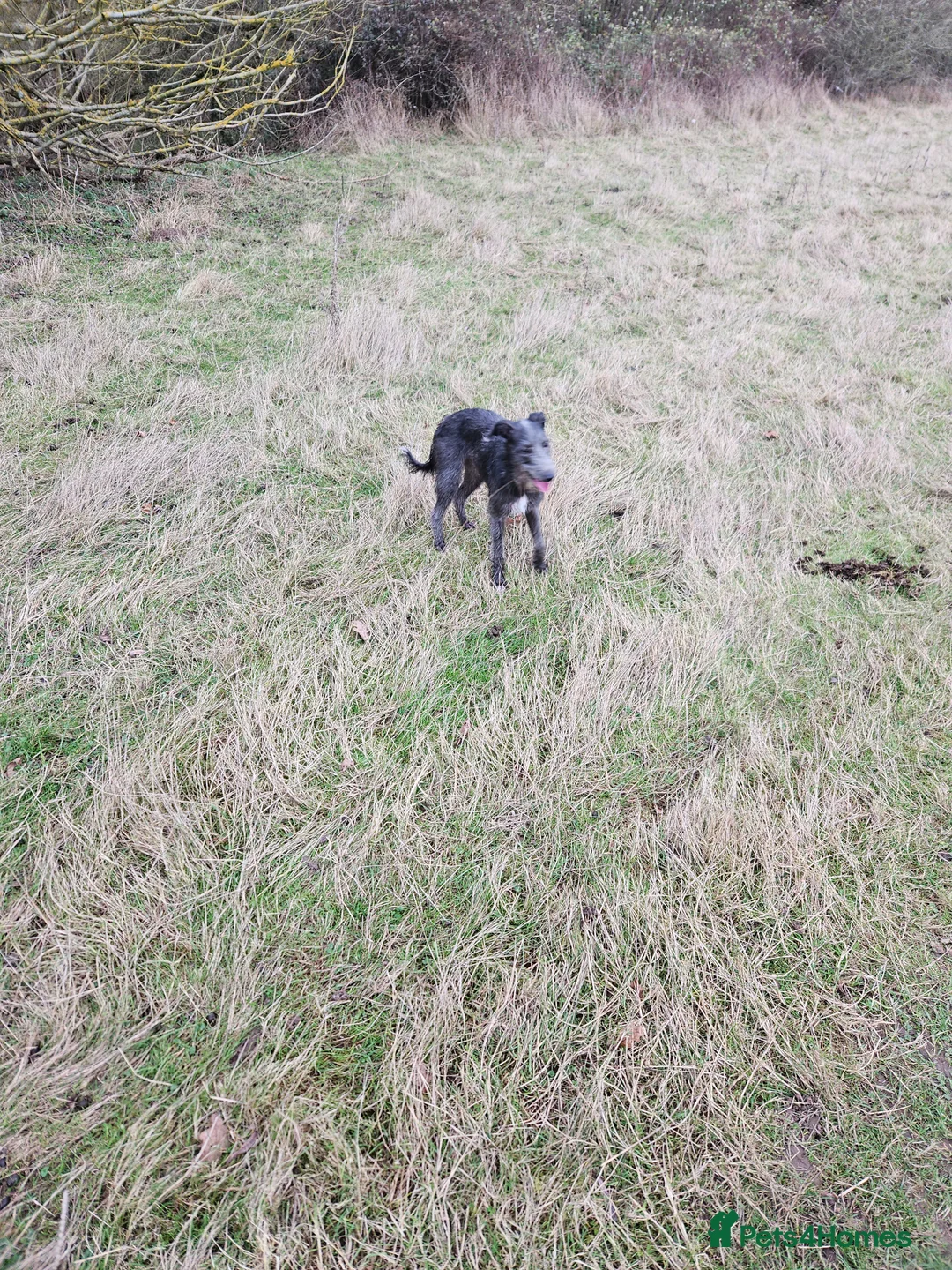 Mixed Breed dogs for sale: Bedlington whippet  in Colchester - Advert 2