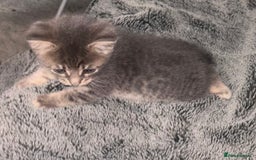 Mixed Breed cats for sale: 7 Gorgeous mixed kittens - Image 25