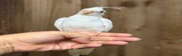 Mixed Breed birds for sale: Baby cocktails  - Advert 2