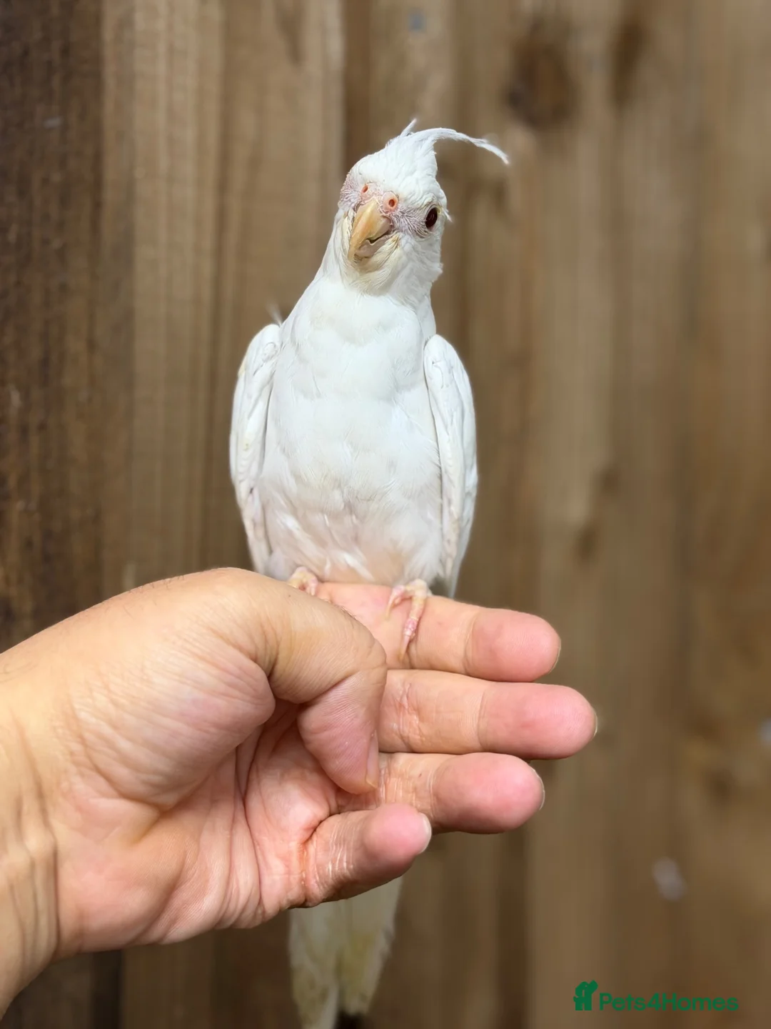 Mixed Breed birds for sale: Baby cocktails  - Advert 2