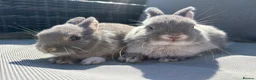 Netherland Dwarf rabbits for sale: Two Male pure breed Netherland dwarfs for sale  - Advert 4