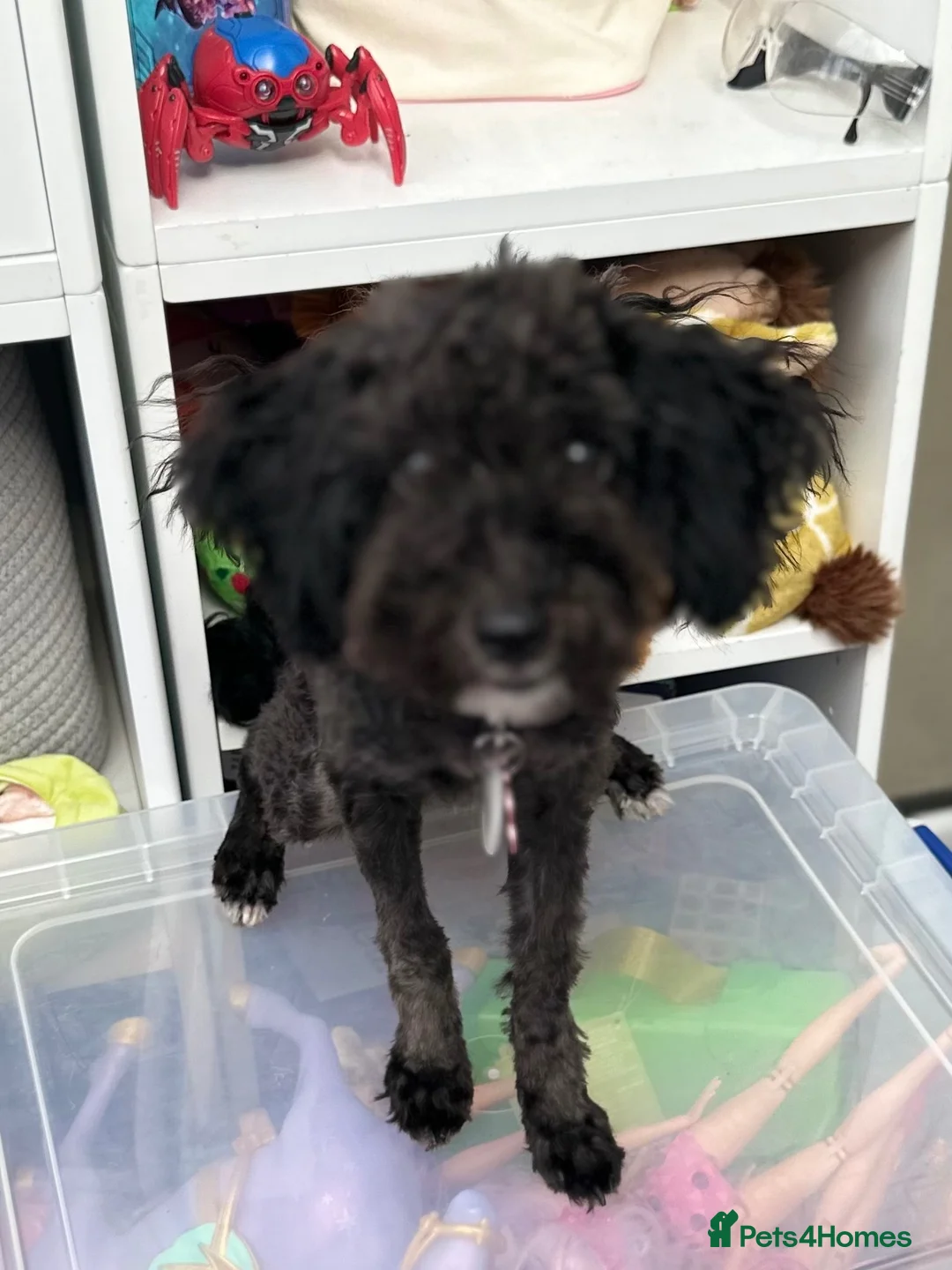 Toy Poodle dogs for sale: Little toy poodle  - Advert 19