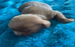 Cavalier King Charles Spaniel dogs for sale: 4 beautiful chunky puppies. 4 days old - Image 13