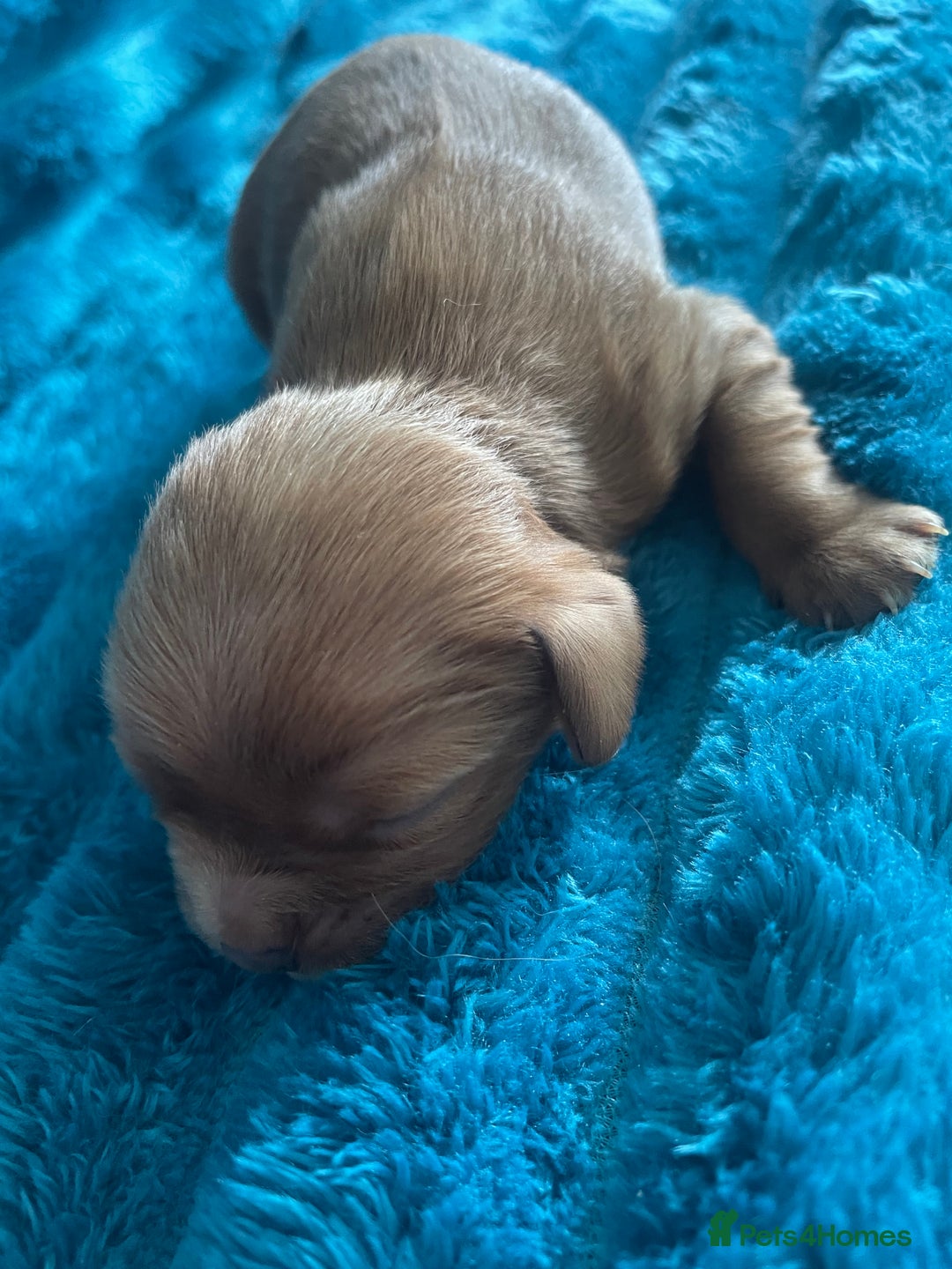 Cavalier King Charles Spaniel dogs for sale: 4 beautiful chunky puppies. 4 days old - Image 13