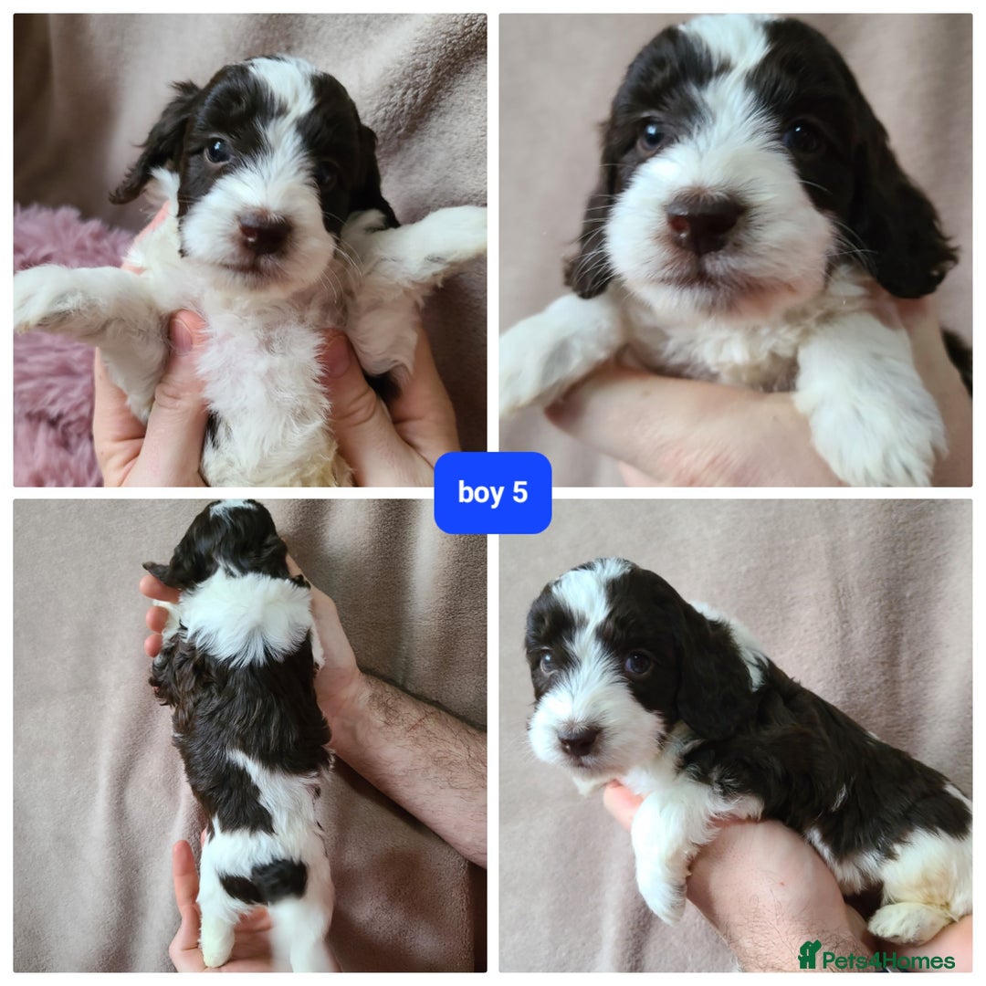 Cockapoo dogs for sale: F1 cockapoos. DNA Health Tested. Chocolate Parti - Advert 8