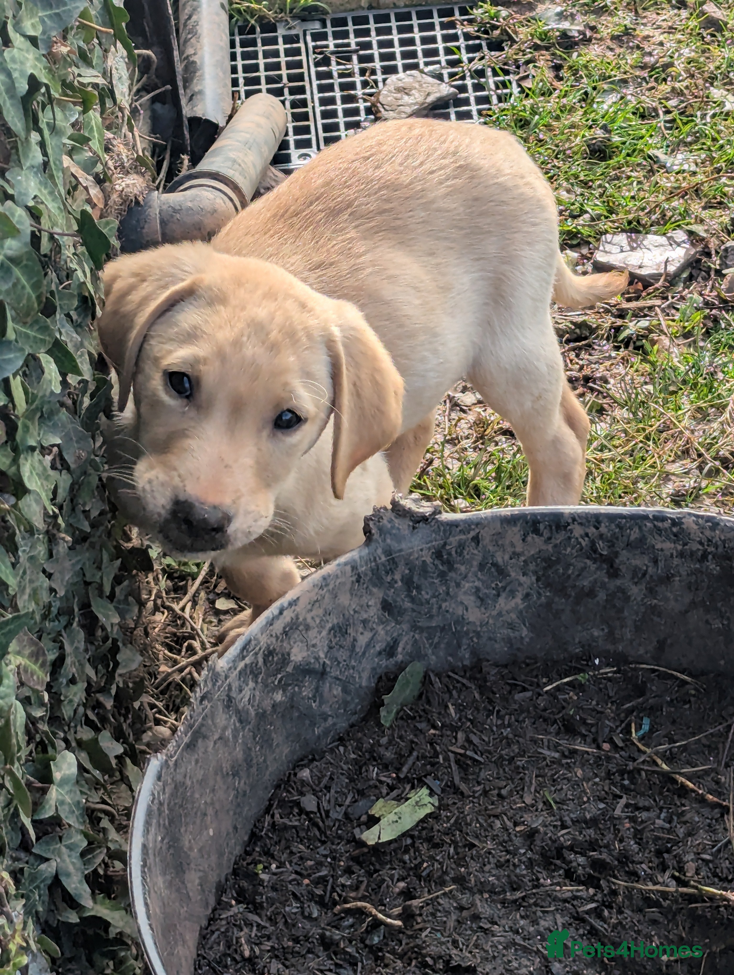 Labrador Retriever dogs 7 K C Chunky Lab 2 boys left.1 black and 1 yellow. - Advert 18