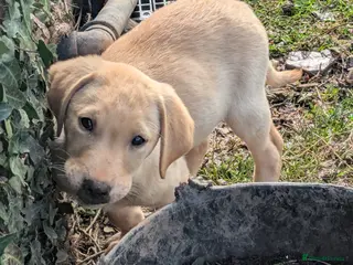 Labrador Retriever dogs 7 K C Chunky Lab 2 boys left.1 black and 1 yellow. - Advert 18